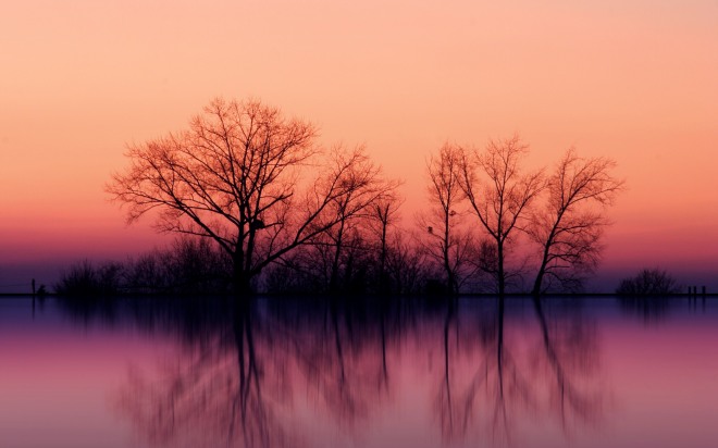tree-at-dusk